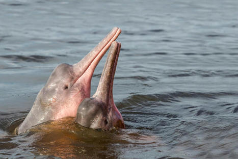 Ancient giant river dolphin species found in the Peruvian Amazon | RAINFOREST EXPLORER | Scoop.it