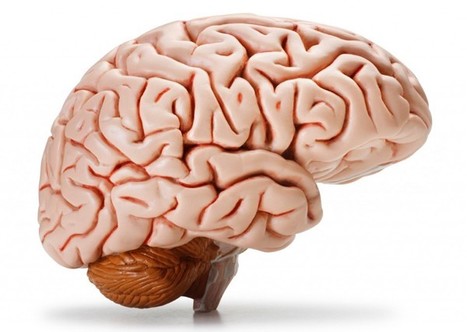 Le guide ultime pour comprendre notre cerveau et nos biais mentaux. | Médecine  Cerveau Intelligence | Scoop.it