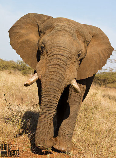 Appreciating South Africa through photos - Africa Geographic Blog | Everything Photographic | Scoop.it