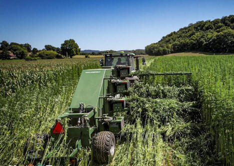 Charlieu Belmont communaut&eacute; teste la fili&egrave;re chanvre (42) | Regards crois&eacute;s sur la transition &eacute;cologique | Scoop.it