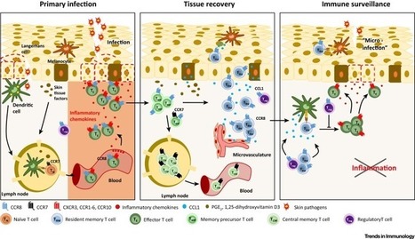 Peripheral Tissue Chemokines: Homeostatic Control of Immune Surveillance T Cells | Immunology | Scoop.it