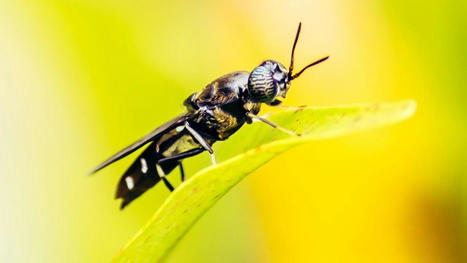 ProteinKapital mise sur les larves de mouches pour r&eacute;habiliter les d&eacute;chets organiques - Les Echos | Pour innover en agriculture | Scoop.it