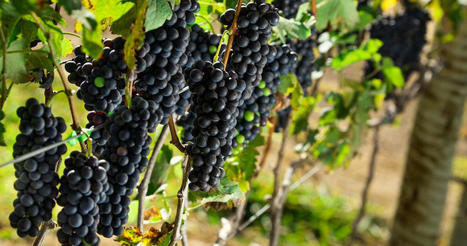 Brazil: Grape harvest workers rescued in regime analogous to slavery in Rio Grande do Sul | Responsible Sourcing | Scoop.it