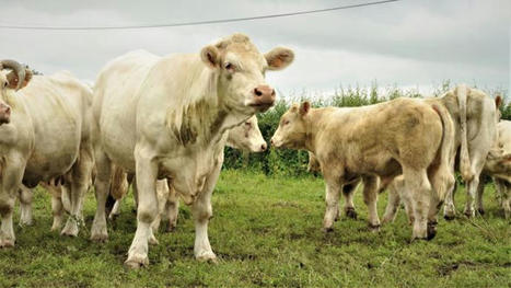 Tribune de la FNB sur la politique française en matière d'élevage bovin | Actualité Bétail | Scoop.it