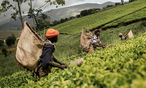 Le développement de l’agriculture, un des moyens pour économiser les devises pour la RDC, rapporte un expert | Questions de développement ... | Scoop.it