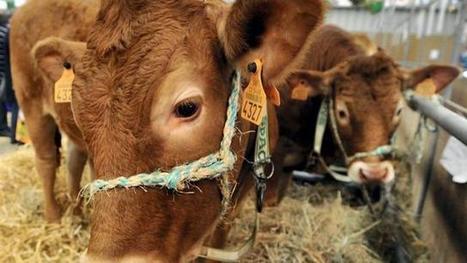 Viande bovine. Triskalia voit l’avenir en rouge | La Gazette des abattoirs | Scoop.it