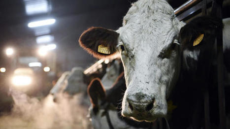 La production française de lait de vache continue de s’éroder | Economie de l'Elevage | Scoop.it