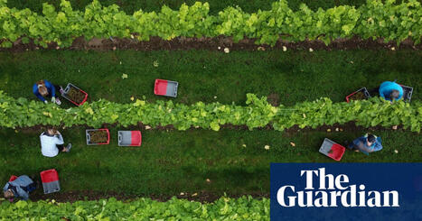 English and Welsh winemakers report sharp rise in production in 2025 | Food & drink industry | The Guardian | Microeconomics: IB Economics | Scoop.it