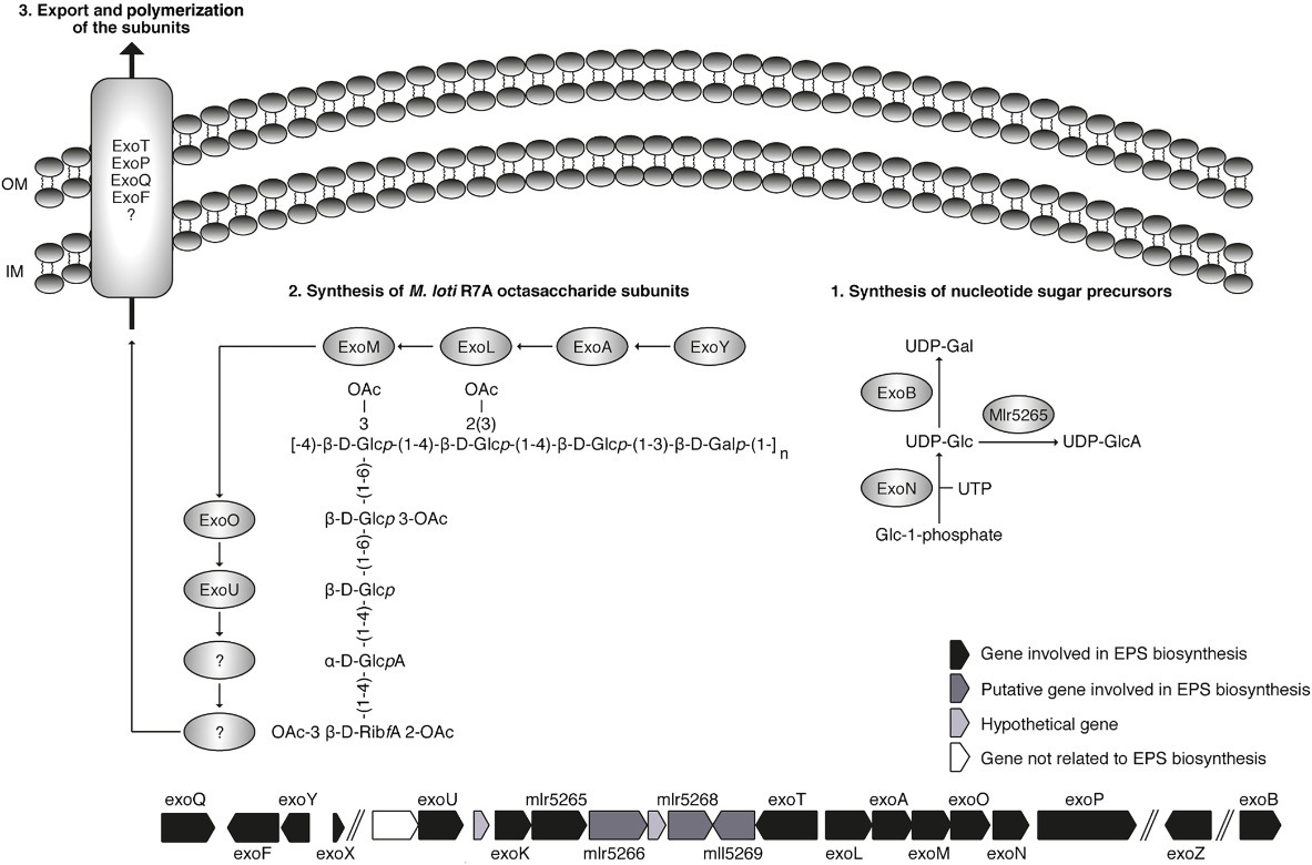 Rhizobial Secretion of Truncated Exopolysacchar...