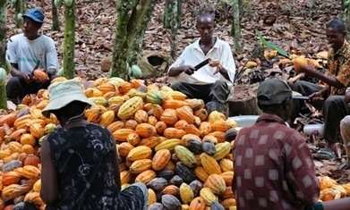 Gates foundation spends bulk of agriculture grants in rich countries | Food & Nutrition Security in East Africa | Scoop.it