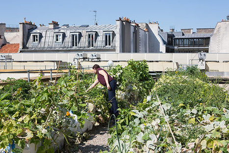 Parisculteurs, la capitale met ses toits au vert  | Paris durable | Scoop.it