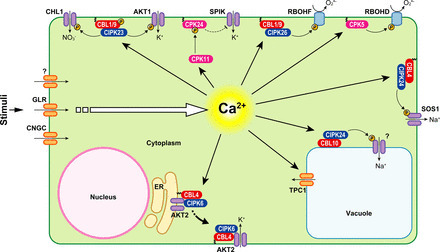 Plant Physiol. Focus Issue: Calcium signaling | Plant Biology Teaching Resources (Higher Education) | Scoop.it
