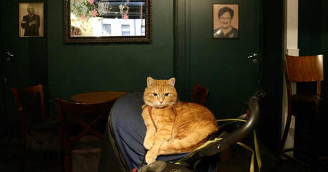 Somekissa Ky&ouml;sti kulkee pitkin Kalliota ja viihtyy pubissa &ndash; valjaisiin opettelu vaati omistajalta k&auml;rsiv&auml;llisyytt&auml; | Yle Lume | Yle | 1Uutiset - Lukemisen t&auml;hden | Scoop.it