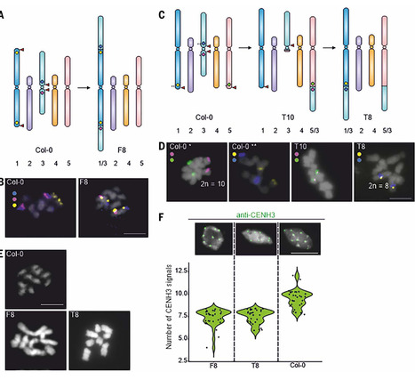 CRISPR-Cas–mediated heritable chromosome fusions in Arabidopsis | sci | RMH | Scoop.it