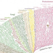 The Great Tree of Life | Visual.ly | World's Best Infographics | Scoop.it