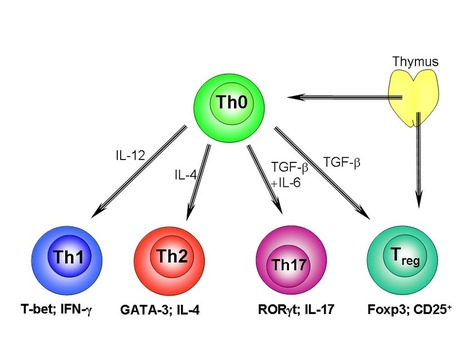 Regulatory T cell proliferative potential is impaired in human autoimmune disease | AUTOIMMUNITY | Scoop.it