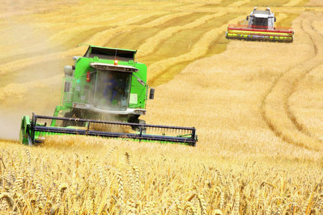 A shaking world wheat market | MED-Amin network | Scoop.it