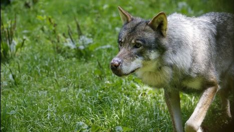 Hautes-Alpes : non, ce n’est pas un loup qui a attaqué des randonneurs, mais bien un renard | Loup | Scoop.it