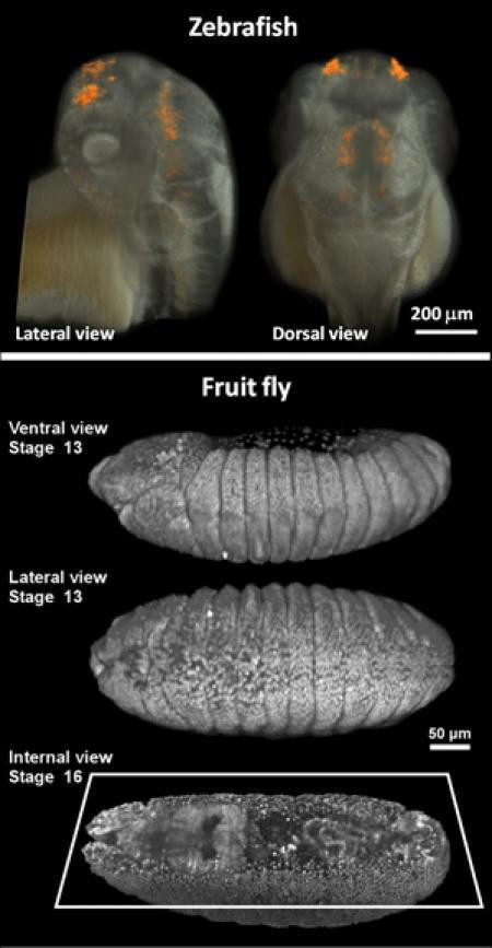 Sharper, Deeper, Faster: Interdisciplinary Team Develops Advanced Live-Imaging Approach | Amazing Science | Scoop.it