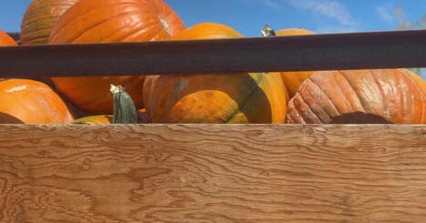 The Great Pumpkin Shortage? Heat, drought crush Utah's pumpkin harvest - fox13now.com | Operation Deimos | Scoop.it