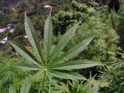 Le Maroc reste le premier exportateur mondial de cannabis | Actualités Afrique | Scoop.it