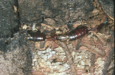 Perce-oreilles | EntomoScience | Scoop.it