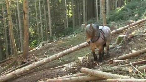 Le grand retour des chevaux de d&eacute;bardage ...dans le massif de Belledonne - France 3 Alpes | Cheval et Nature | Scoop.it