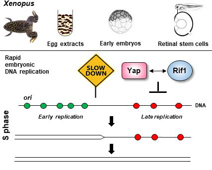 The oncogene Yap regulates the rapid embryonic S phase in conjunction with the replication-timing factor Rif1. | I2BC Paris-Saclay | Scoop.it