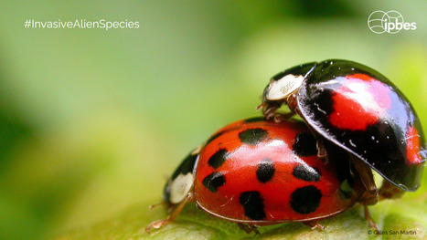 Le lancement du rapport de l'IPBES sur les espèces exotiques envahissantes est imminent (4 Sept.) | EntomoScience | Scoop.it