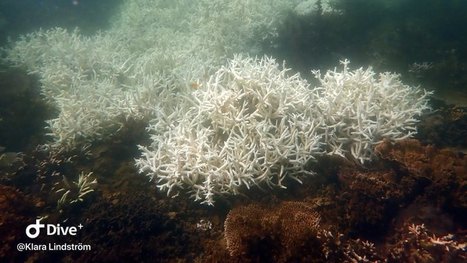 Great Barrier Reef hit by third mass bleaching event in five years | GTAV AC:G Y8 - Landforms and landscapes | Scoop.it