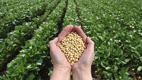 Monsanto GM soy is scarier than you think | Questions de développement ... | Scoop.it