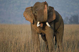 All About Elephants | BIODIVERSITY IS LIFE  – | Scoop.it
