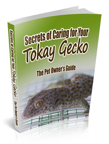 Secrets of Caring for Your Tokay Gecko Elizabeth Tan PDF Download Free | Ebooks & Books (PDF Free Download) | Scoop.it