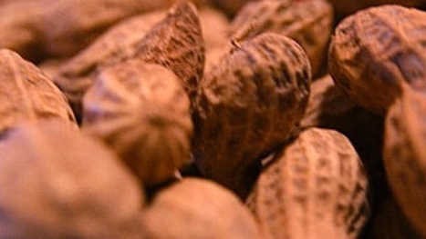 No proof to back most peanut plane fears inquiry finds | Allergy (and clinical immunology) | Scoop.it