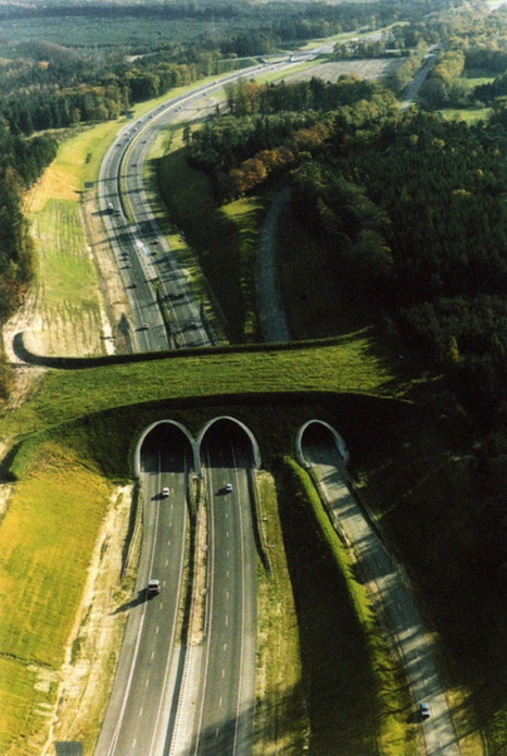 THE WORLD GEOGRAPHY: Unusual Bridges For Animals - Wildlife Overpasses | Prairie and Grassland Ecosystems | Scoop.it
