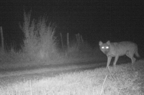 Le loup va poursuivre l&rsquo;extension de son territoire | Pastoralisme Ours Loups Lynx | Scoop.it