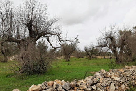 Contre la bactérie tueuse d’oliviers, l’Italie tentée par les OGM | Les Colocs du jardin | Scoop.it