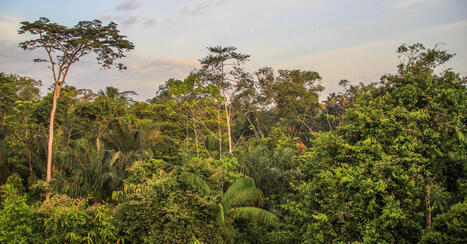 Une &eacute;tude r&eacute;v&egrave;le que l&rsquo;Amazonie glisse vers un climat &laquo;&nbsp;hypertropical&nbsp;&raquo; in&eacute;dit sur Terre depuis 40 millions d&rsquo;ann&eacute;es ! | &Eacute;cosyst&egrave;mes Tropicaux | Scoop.it