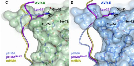 bioRxiv: Protein engineering expands the effector recognition profile of a rice NLR immune receptor (21019) | Plants and Microbes | Scoop.it