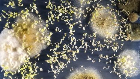 (Ré)écouter : Ces microbes qui construisent les plantes, les animaux et les civilisations | EntomoScience | Scoop.it