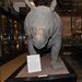 Inner-city poaching... | No Such Thing As The News | Scoop.it