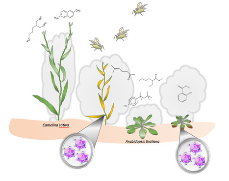 Ces virus qui manipulent les plantes | EntomoNews | Scoop.it