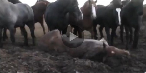 Nouveau scandale autour de la viande de cheval ? | La Gazette des abattoirs | Scoop.it
