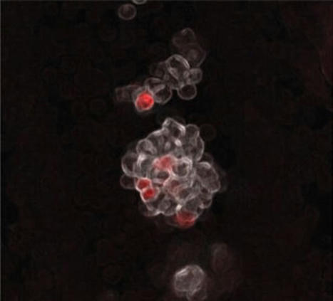 New work upends understanding of how blood is formed | Hematology | Scoop.it
