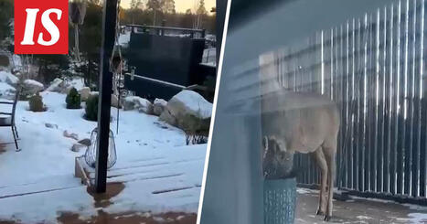 Kauris koputteli Sannin kotiovea Naantalissa | 1Uutiset - Lukemisen t&auml;hden | Scoop.it