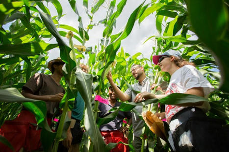 Face au changement climatique, la « diversité génétique des plantes » plus efficace que les OGM | SCIENCES DU VEGETAL | Scoop.it