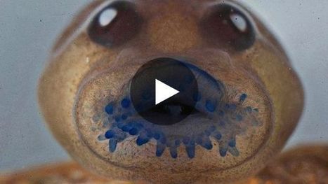 Des grenouilles supposées éteintes depuis plus de 100 ans retrouvées en Inde | La Sagesse de la Nature | Scoop.it