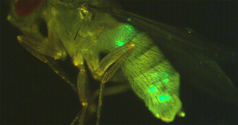 Scent of Opposite Sex Shortens Lives of Flies and Worms / Le parfum du sexe opposé raccourcit la vie des mouches et des vers | EntomoNews | Scoop.it