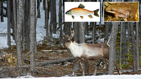 Ottawa appelé au secours des caribous du Québec | JDM | Ils parlent de nous ! | Scoop.it