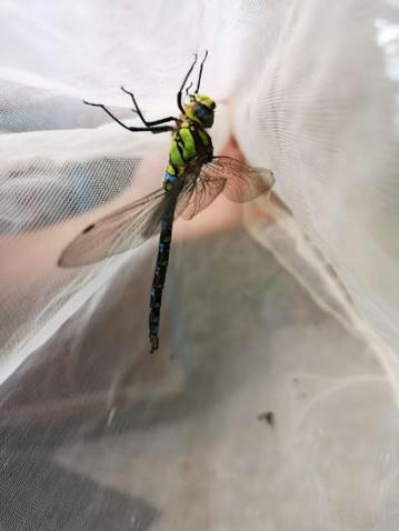 Le 27 août 2021 à Nedde (Haute-Vienne) : à la rencontre des insectes aquatiques | Variétés entomologiques | Scoop.it